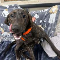 Thumbnail photo of Biscuit Eater #2