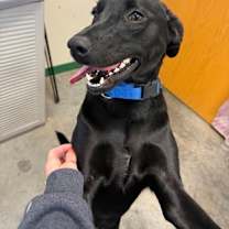 Thumbnail photo of Harley (Peach) #3