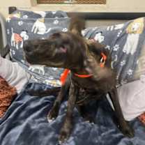 Thumbnail photo of Biscuit Eater #3