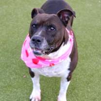 Thumbnail photo of Pumkin #2