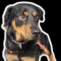 Thumbnail photo of Loki #1