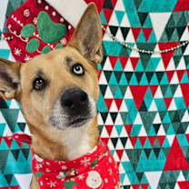 Thumbnail photo of Nova (Sadie) #1