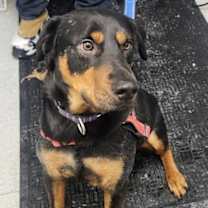 Thumbnail photo of Loki #2