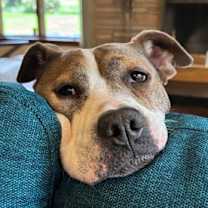 Thumbnail photo of Buttercup #1