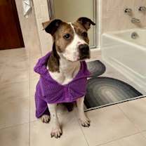 Thumbnail photo of Buttercup #2