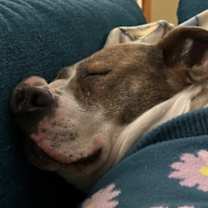 Thumbnail photo of Buttercup #3