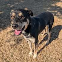 Thumbnail photo of Tweedle Dee #1