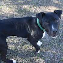 Thumbnail photo of Buckbeak #2