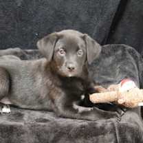 Thumbnail photo of Star #1