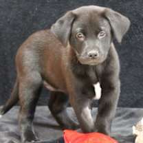 Thumbnail photo of Flurry #1