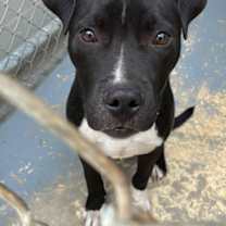 Thumbnail photo of Buckbeak #3