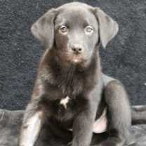 Thumbnail photo of Star #2