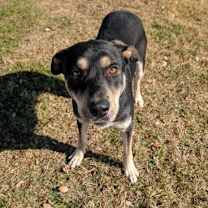 Thumbnail photo of Tweedle Dee #2