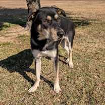 Thumbnail photo of Tweedle Dee #3