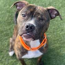 Thumbnail photo of Little Dough Boy #3