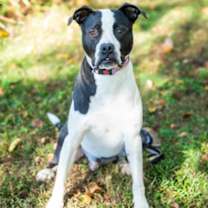 Thumbnail photo of Chandler #3