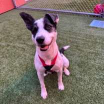 Thumbnail photo of Ermes #3