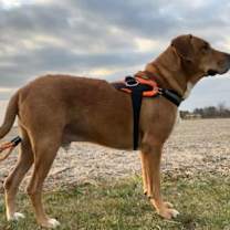 Thumbnail photo of Dutch fka Whiskey #1