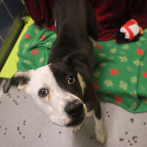 Thumbnail photo of Snoozy Q #2