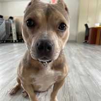 Thumbnail photo of Evie #3