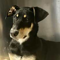 Thumbnail photo of Peanut Butter #1