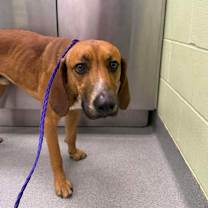 Thumbnail photo of Book Worm #2