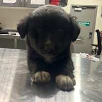 Thumbnail photo of Raven #1