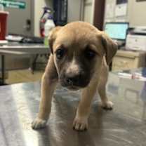 Thumbnail photo of Robin #1