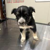 Thumbnail photo of Starfire #1