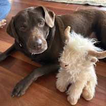 Thumbnail photo of Tootsie - Available in Foster #1