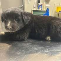 Thumbnail photo of Raven #2