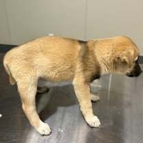 Thumbnail photo of Robin #2