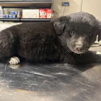 Thumbnail photo of Raven #3