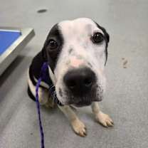 Thumbnail photo of Mabel #3