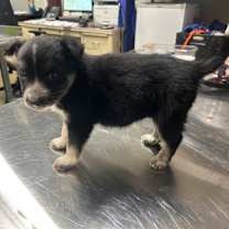 Thumbnail photo of Starfire #3