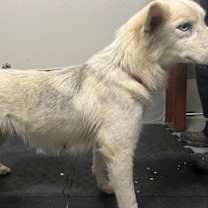 Thumbnail photo of Ice #3