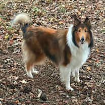 Thumbnail photo of Lavender #3