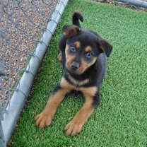 Thumbnail photo of Slippers #1