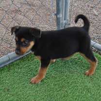 Thumbnail photo of Slippers #2