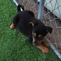 Thumbnail photo of Slippers #3