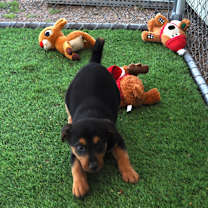 Thumbnail photo of Slippers #4