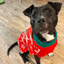 Thumbnail photo of Hubie #1