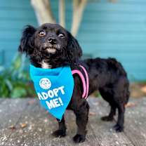 Thumbnail photo of Figlette #1