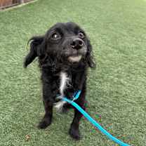 Thumbnail photo of Figlette #2