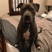 Thumbnail photo of Gill #4