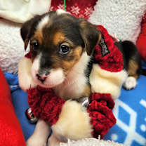 Thumbnail photo of Wiggle Butt (Nonsensical Pup)) #1