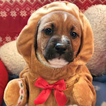 Thumbnail photo of Fiddle Faddle (Nonsensical Pup) #1