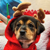 Thumbnail photo of Piddle Paddle (Nonsensical Pup) #1