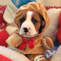 Thumbnail photo of Buddy Biggles (Nonsensical Pup) #1