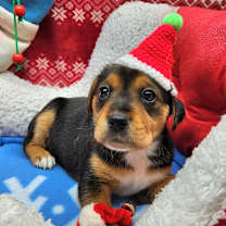 Thumbnail photo of Piddle Paddle (Nonsensical Pup) #2